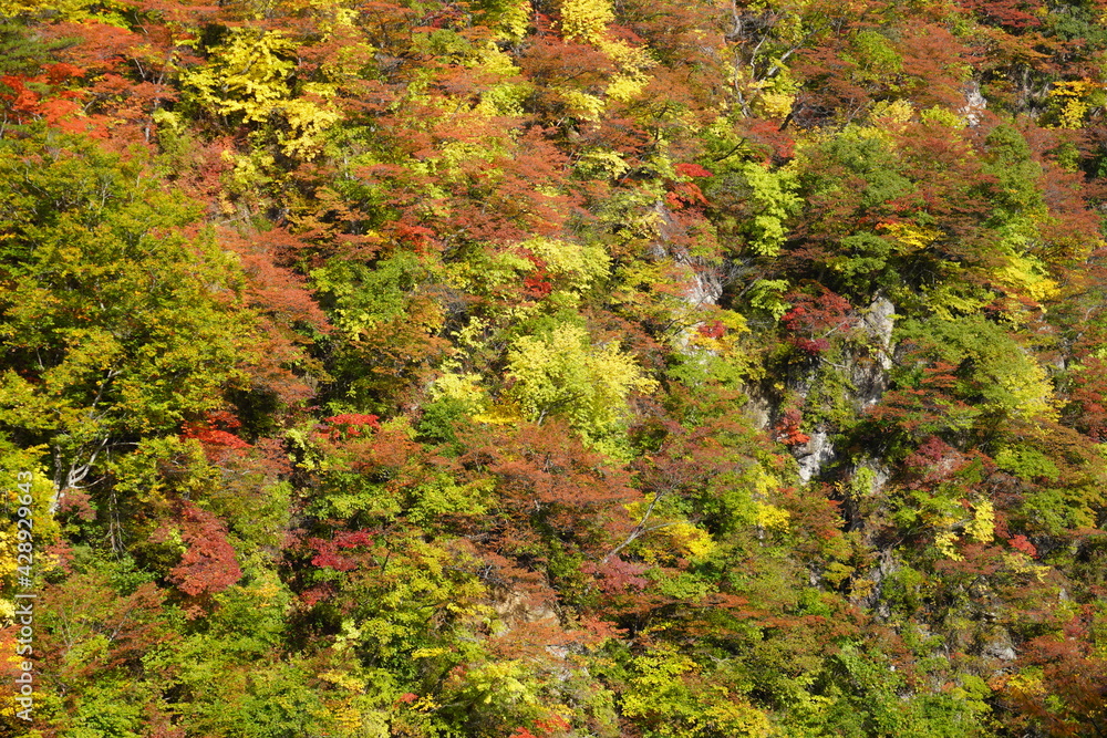 色とりどりに紅葉した山のクローズアップ、宮城県大崎市鳴子峡/The surface of autumn foliage mountain at Naruko gorge, Tohoku Japan. 色とりどりに紅葉した山のクローズアップ、宮城県大崎市鳴子峡/The surface of autumn foliage mountain at Naruko gorge, Tohoku Japan.