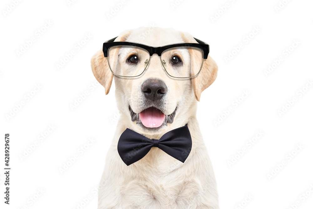 Portrait of a cute Labrador puppy wearing glasses and a bow tie on a white background