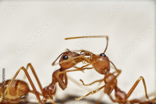 insect red ants teamwork