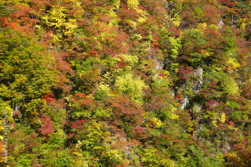 色とりどりに紅葉した山のクローズアップ、宮城県大崎市鳴子峡/The surface of autumn foliage mountain at Naruko gorge, Tohoku Japan.