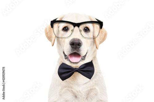 Portrait of a cute Labrador puppy wearing glasses and a bow tie on a white background