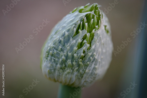 Close up macro image of spring onion flower blossom in vegetable garden
