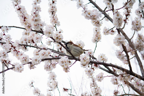 Sparrow on a branch of blossoming Prunus apricot