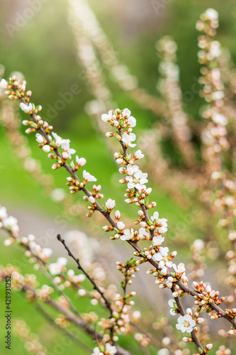 Blooming cherry flowers in spring on a close-up macro of a sunny day in nature outdoors. The branch is filled with cherry blossoms and buds. Spring flowering on trees. Fruit trees bloom in spring.