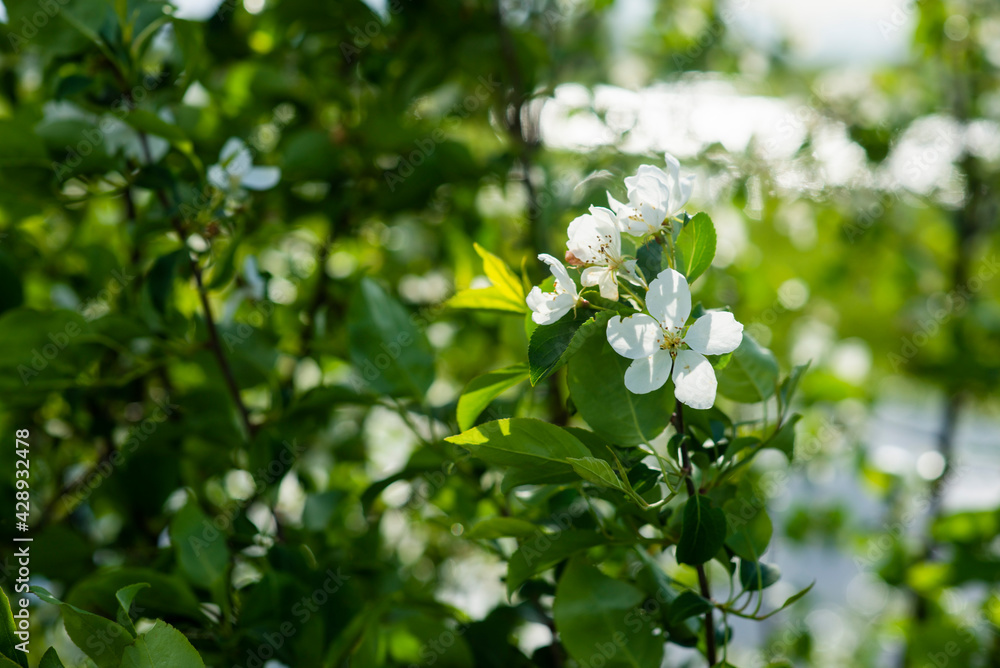 apple tree flower in the spring in the garden, background, selective focus apple tree flower in the spring in the garden, background, selective focus