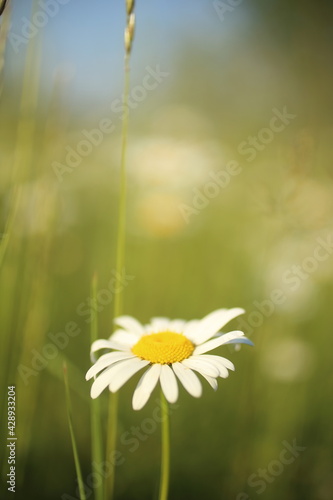 Chamomiles daisies in spring field on background blue sky with sunshine