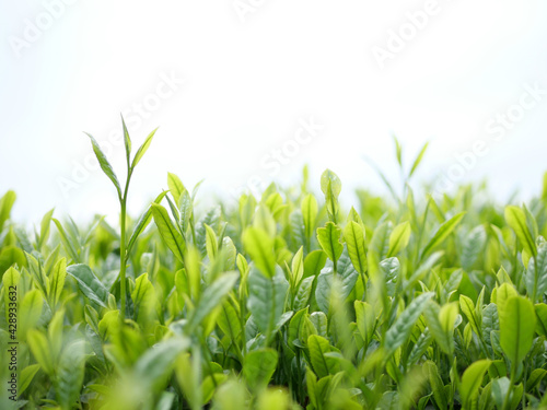 新茶の新芽お茶畑