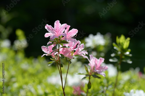ピンクのツツジの花