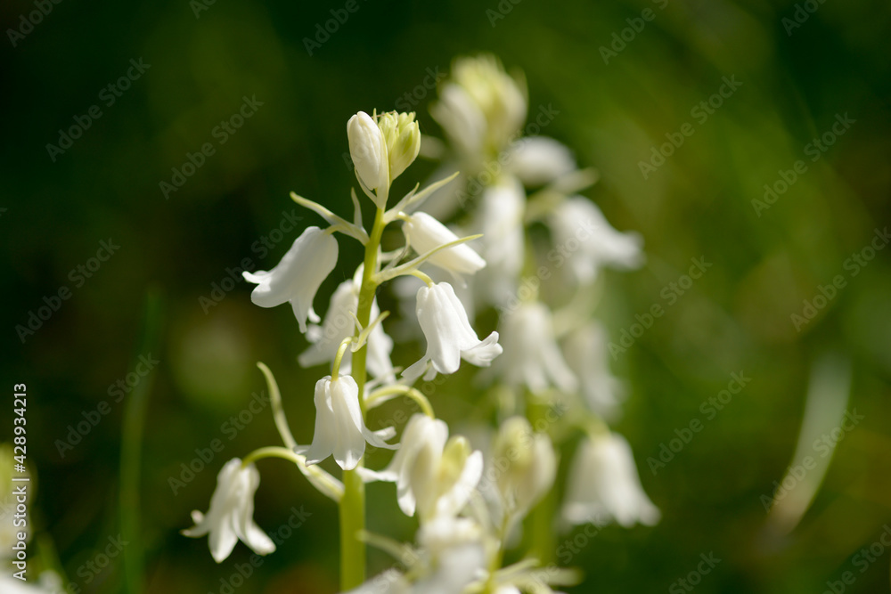 釣鐘水仙images Browse 38 Stock Photos Vectors And Video Adobe Stock