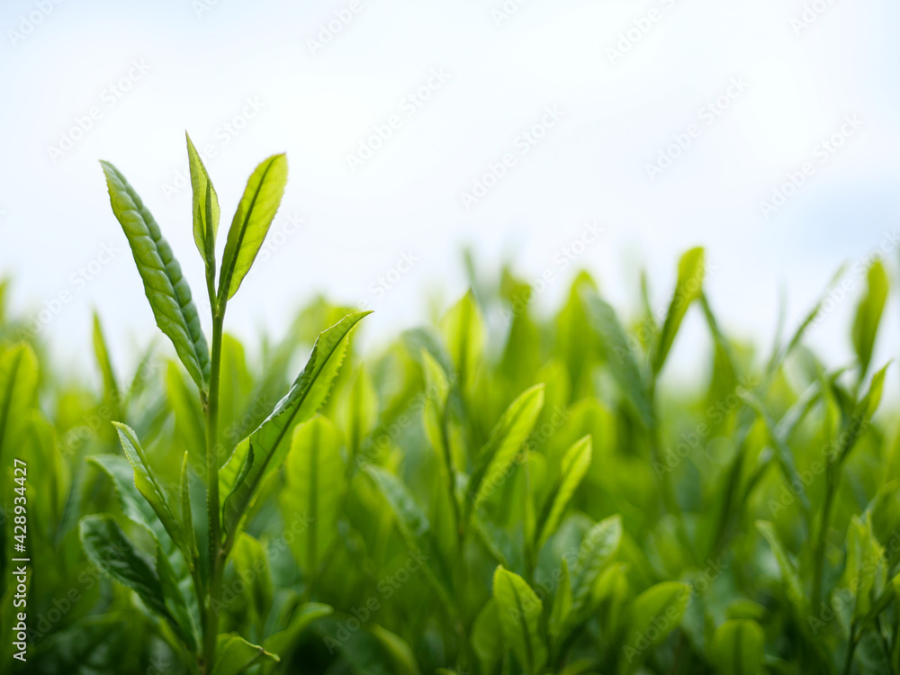 Obraz premium 新茶の新芽お茶畑