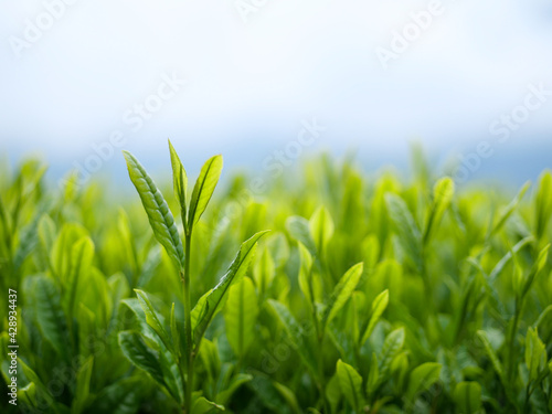新茶の新芽お茶畑