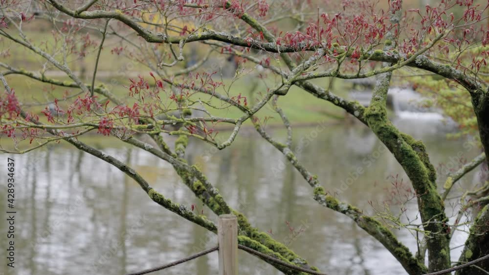 Tree In Early Spring With Red Buds In Garden With Bokeh Blurry Background - Japanese Garden, Hasselt, Belgium - static shot Tree In Early Spring With Red Buds In Garden With Bokeh Blurry Background - Japanese Garden, Hasselt, Belgium - static shot