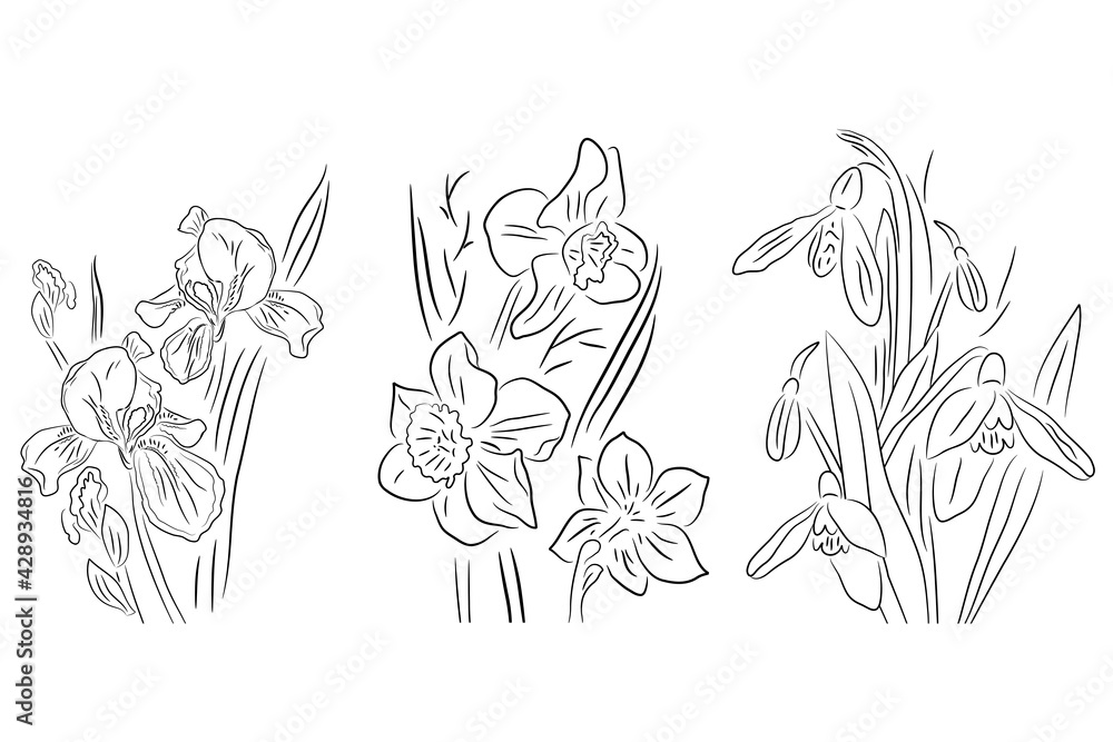 Obraz premium Black and white flowers, iris, daffodil and snowdrop. Illustration can be used for coloring book and pictures for children.