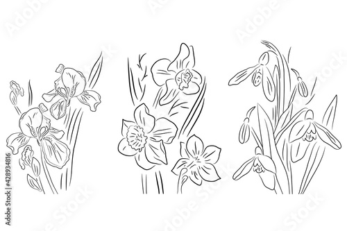 Black and white flowers, iris, daffodil and snowdrop. Illustration can be used for coloring book and pictures for children.