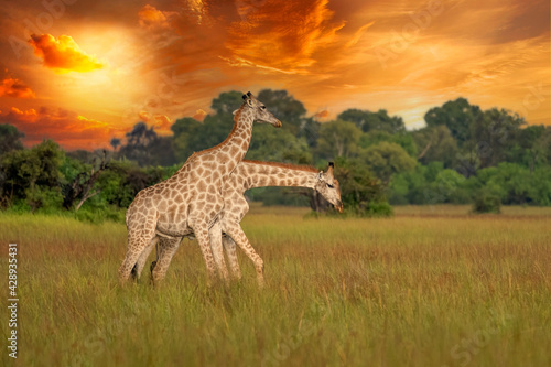 This adult rothschild giraffe (Giraffa camelopardalis rothschildi) is seen walking through open grassland. photo
