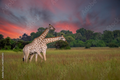 This adult rothschild giraffe  Giraffa camelopardalis rothschildi  is seen walking through open grassland.