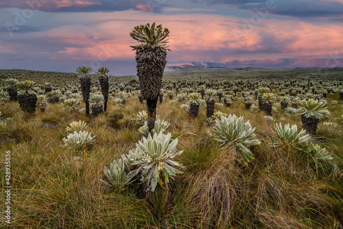 South american paramo in El Angel Ecological Reserve with the frailejones (espeletia) photo