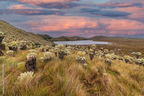 South american paramo in El Angel Ecological Reserve with the frailejones (espeletia) photo