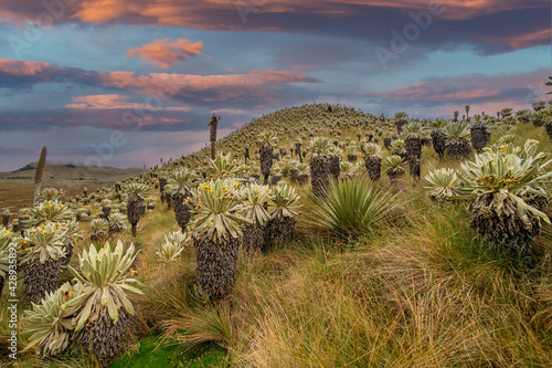 South american paramo in El Angel Ecological Reserve with the frailejones (espeletia) photo