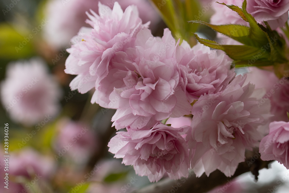 Obraz premium Pink chrysanthemum cherry blossoms close-up with blurred background.