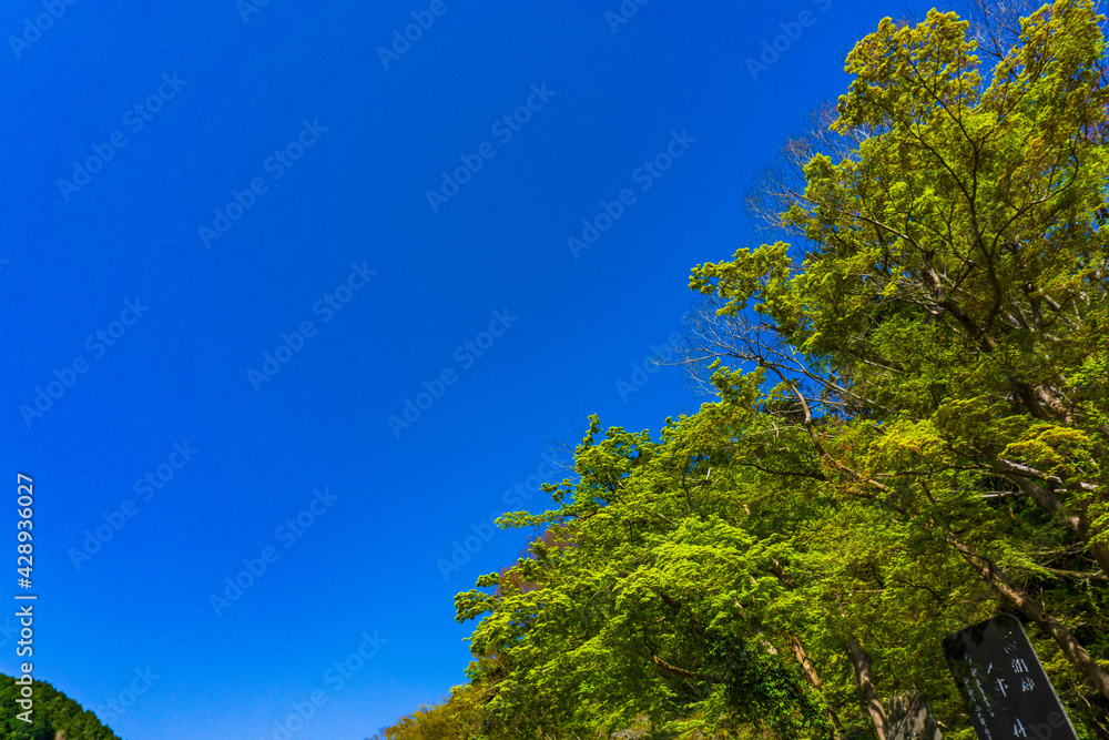 Obraz premium オタマジャクシ