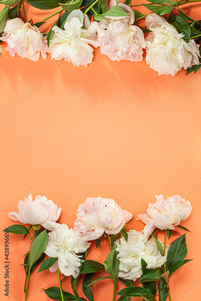 Border frame made of pink and white peonies flower  on color background. Beautiful pink peony flowers orange background  with copy space for your text top view and flat lay style.