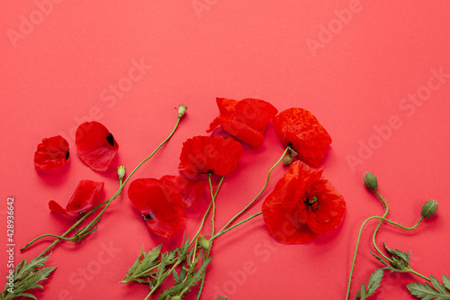 Wild red poppies in a row. Isolated on white background.Flower red poppies and buds (Papaver rhoeas, common names: corn poppy, corn rose, field poppy, red weed)