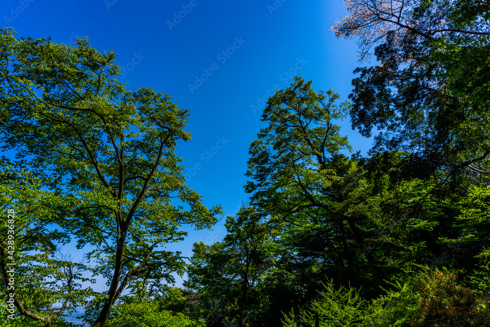 新緑と青空 春の風景 新緑と青空 春の風景