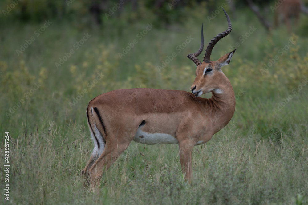 running antelope Waterbuck (Kobus ellipsiprymnus) in the african savannah namibia kruger park botswana masai mara running antelope Waterbuck (Kobus ellipsiprymnus) in the african savannah namibia kruger park botswana masai mara