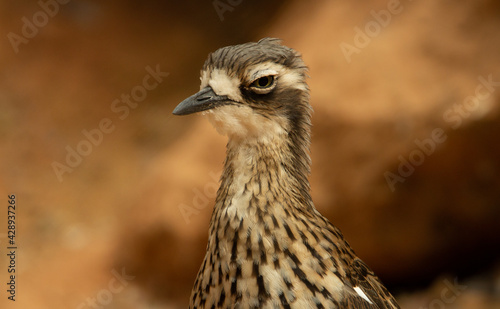 Bush Thick-knee  Burhinus grallarius  a solitary bush thick knee bird isolated on a natural brown background