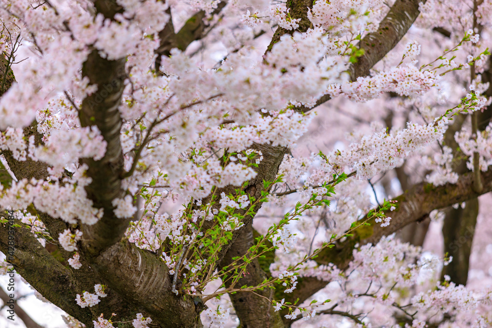 角館の桜　桧木内川　桜並木