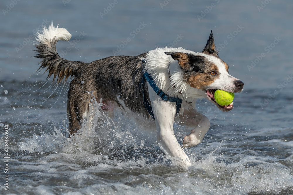 Dog with a ball running in the sea Dog with a ball running in the sea