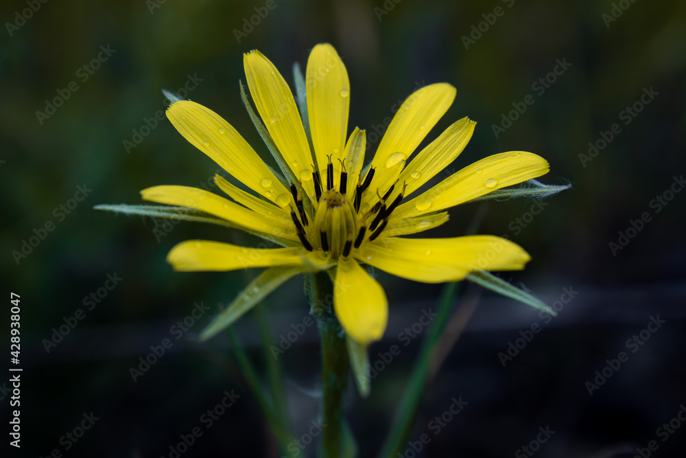 yellow flower yellow flower