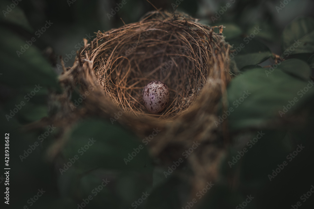 A small bird egg on a green tree in the garden next to the house.