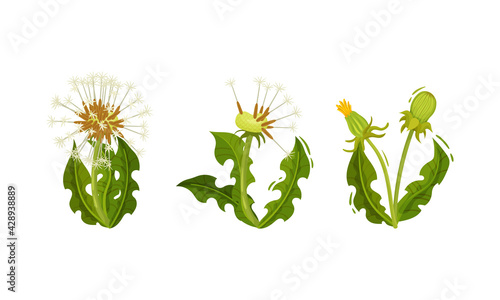 Dandelion Flowering Plant with Round Tufted Blowball Vector Set