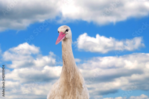 A stork head against adramatic blue sky and white clouds in the background. copy-space photo