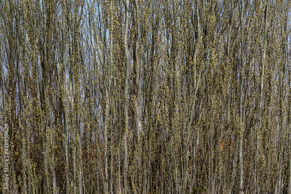 Obraz premium Populus alba. White poplars sprouting in spring.