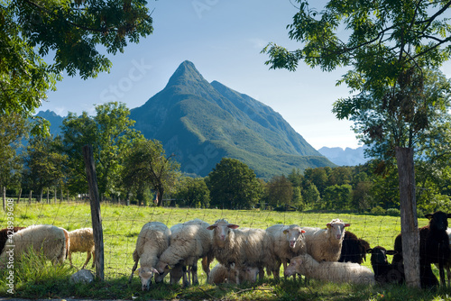 Sheep flock on a mountain pasture