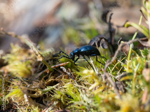 Dark beetle crawling on moss in the forest in spring on a sunny day © Igor Podgorny