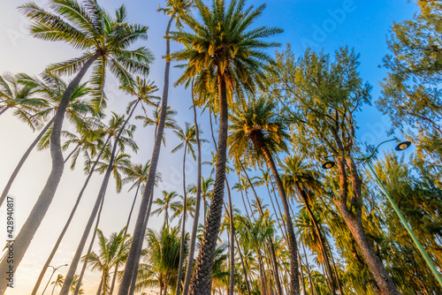 Palm tree tops against blue sky. Vacation tropical background.