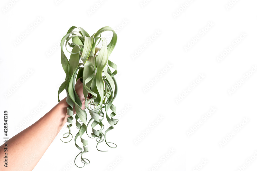 Hand holding Tillandsia Curly Slim in isolated white background. Tillandsia Curly Slim is a species in the genus Tillandsia.