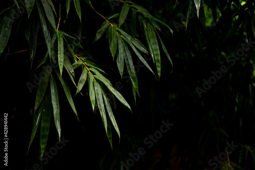 Bamboo stalk  Bamboo background in dark tone  Bamboo forest