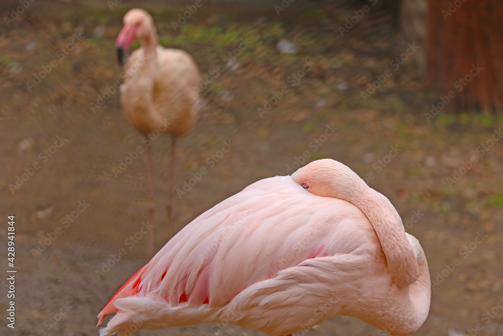 A pink flamingo stands on one leg with its head buried in feathers.