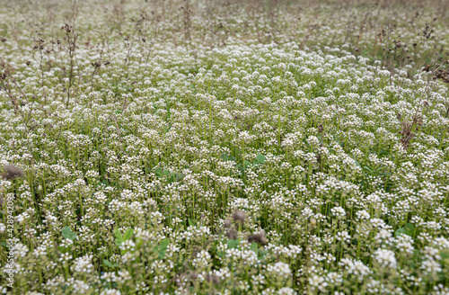 wild meadow flowers in the meadow in spring