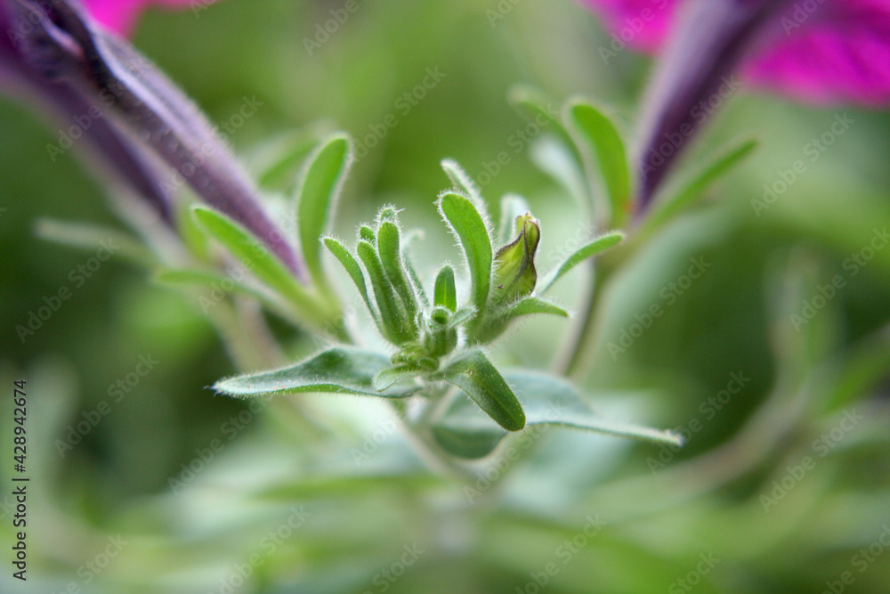 Obraz premium Garden petunia bud close-up