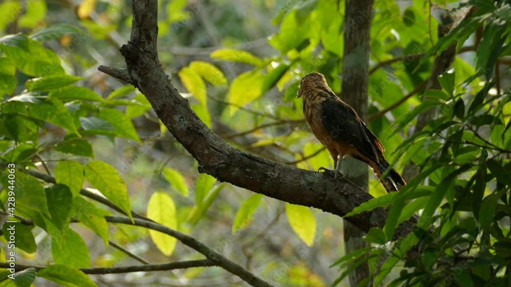 Bird of prey with beak deformation flying away from a tree branch, in a Panama tropical forest Bird of prey with beak deformation flying away from a tree branch, in a Panama tropical forest