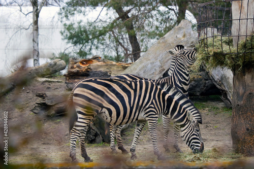 View of two adult zebras eating grass.