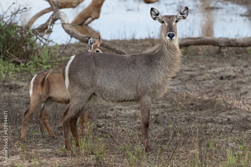 Waterbuck (Kobus ellipsiprymnus). Nyerere National Park. Tanzania. Africa.