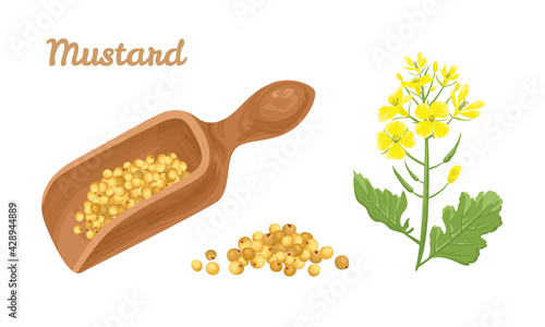 Yellow mustard seeds in wooden scoop and flowering plant isolated on white background. Vector illustration in cartoon style.