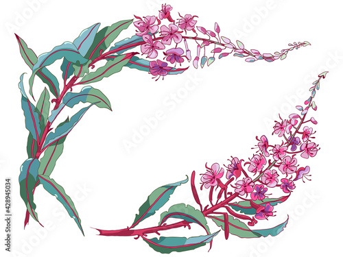 Willow-herb tea, ivan-tea Medicinal plant. Branch of fireweed flower on white background. photo